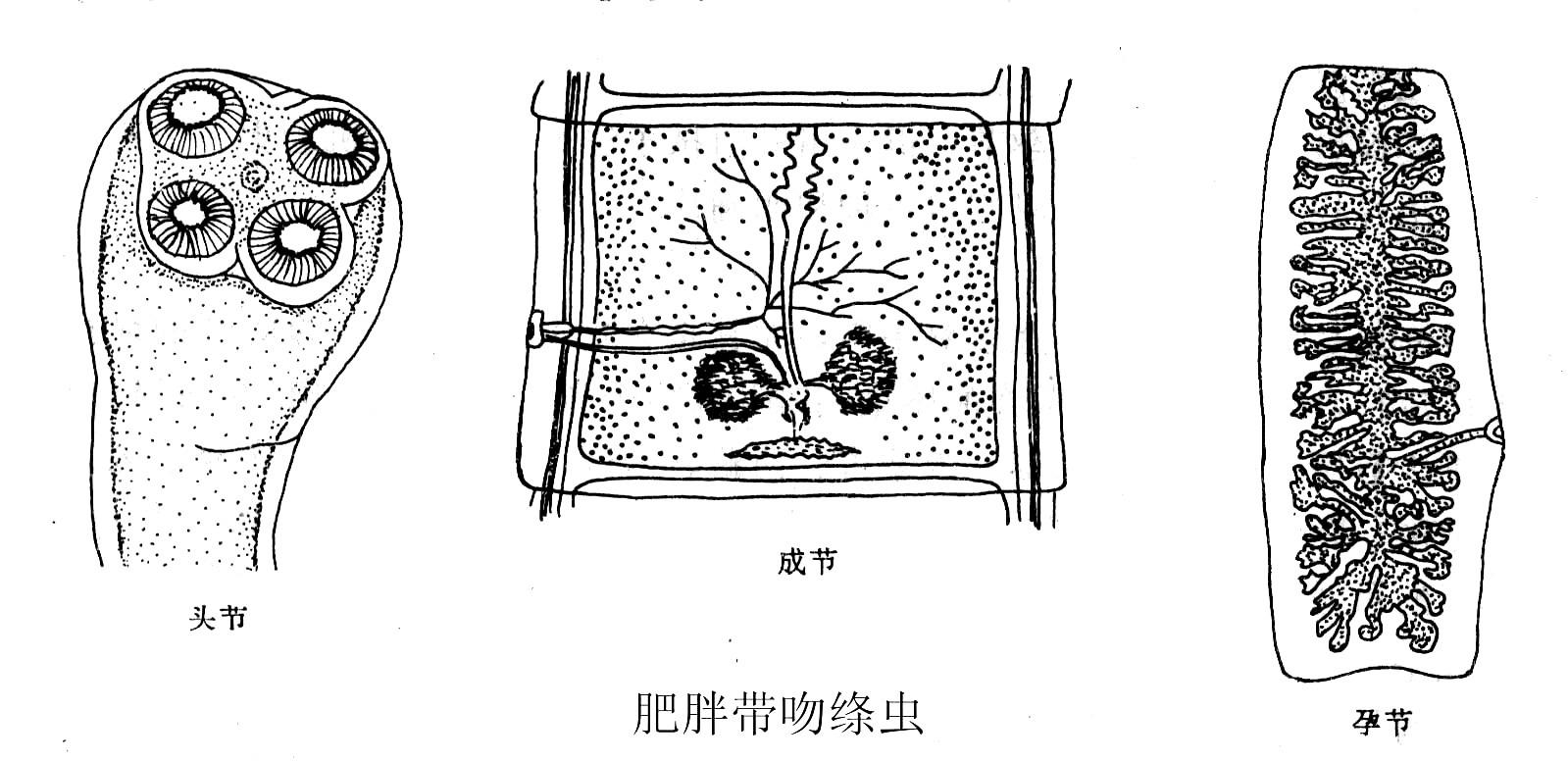 牛带绦虫病1.jpg