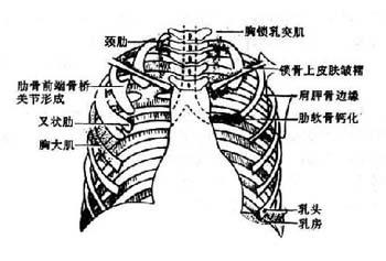 x线诊断 (胸部)
