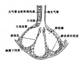 下后静脉干 5.右下肺动脉干 6.肺门角 7.中间支气管 8.右上肺静脉 9.