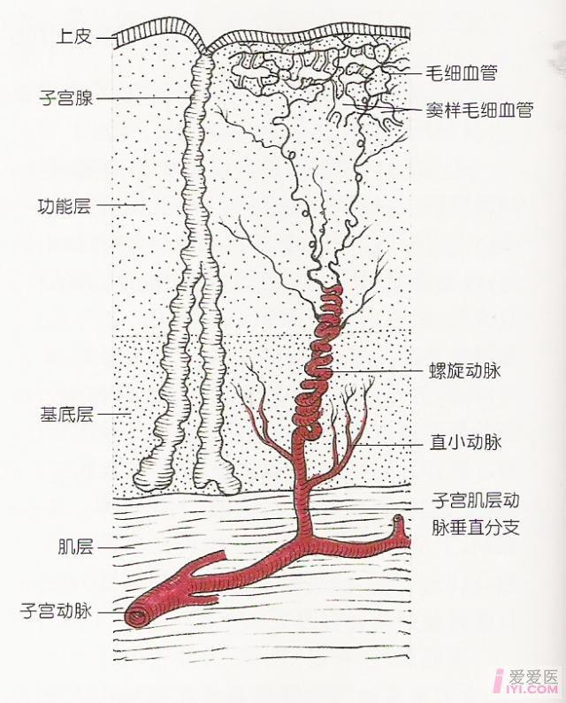 妇科常用的盆腔解剖