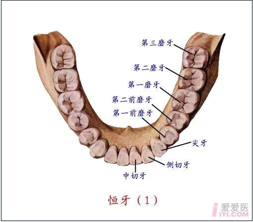 有没有各种牙齿的牙合面解剖图