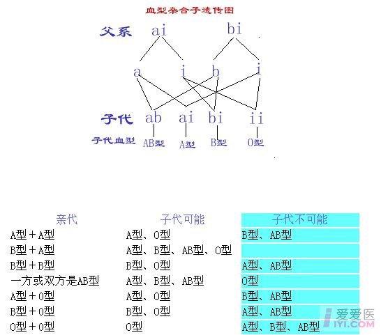 求一个父母血型与子女可能有,不可能有血型对照表