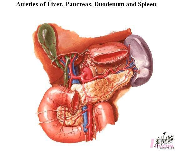 肝胰脾十二指肠血管.jpg