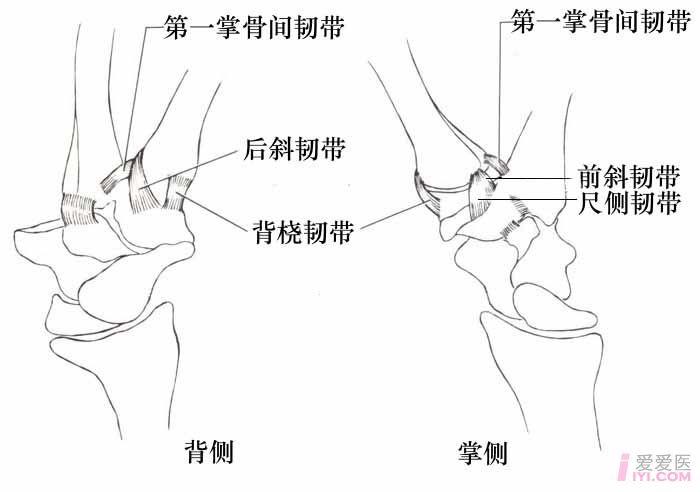 讨论拇指腕掌关节韧带损伤主要修复或重建哪些韧带来加强关节的稳定性