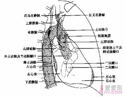 右前斜位
