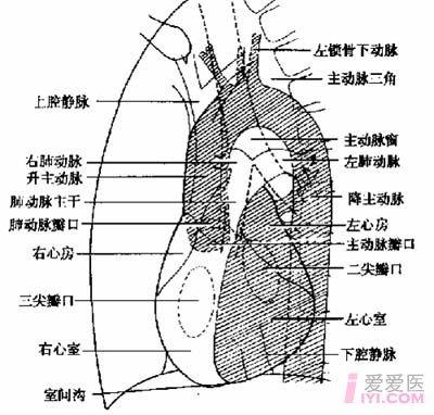 左前斜位