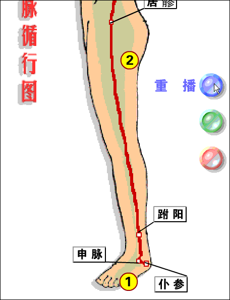 经脉循行图(gif格式)