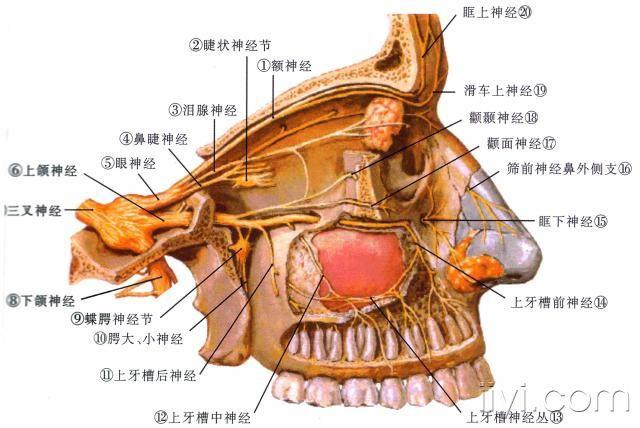 眼神经及上颌神经外侧面观.snap.jpg