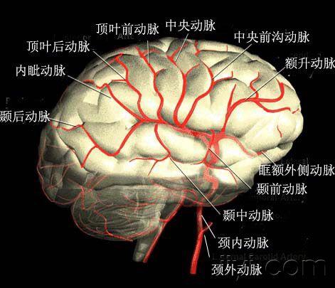 精美的脑血管图谱——豆纹动脉显示很清楚