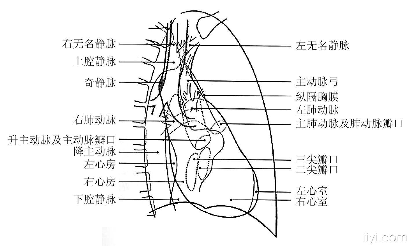 图4-3-右前斜位正常心脏大血管影像示意图.jpg