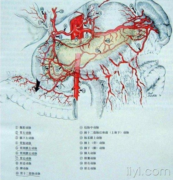 清晰的腹部解剖图