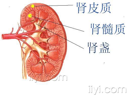 肾实质分为皮质与髓质 肾盏不同于肾实质.