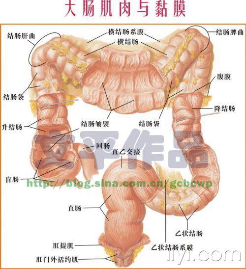 大肠肌肉与黏膜