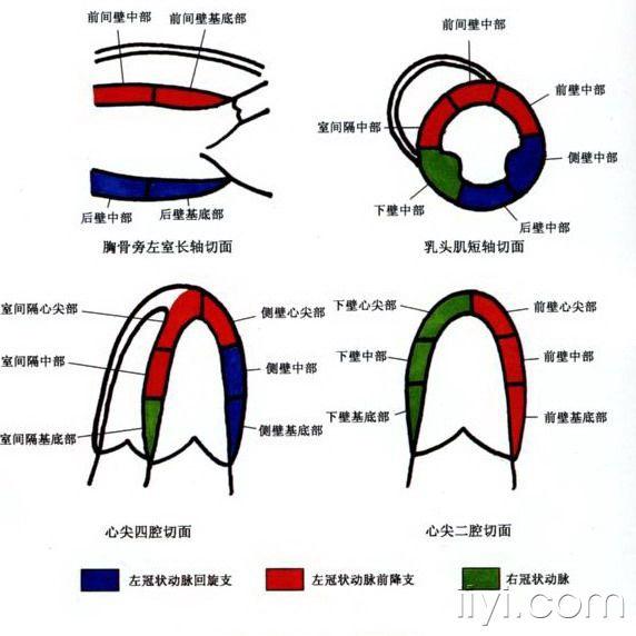 左室壁之分段法彩图