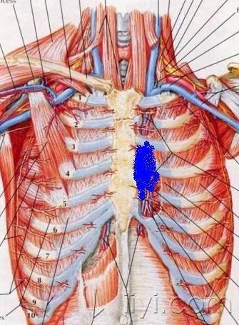 x 我在论坛里找了张胸部图,想咨询一下我的左胸就是下面这张图片上