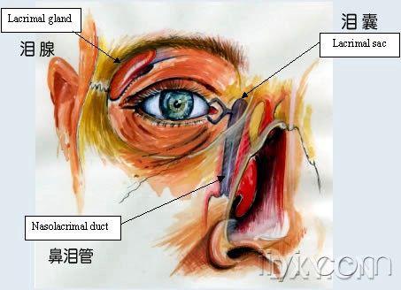 从发一次(筛前动脉结扎)转的