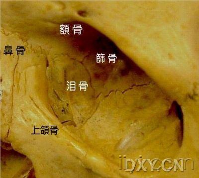 从发一次(筛前动脉结扎)转的 - 耳鼻咽喉-头颈外科专业版 - 爱爱医