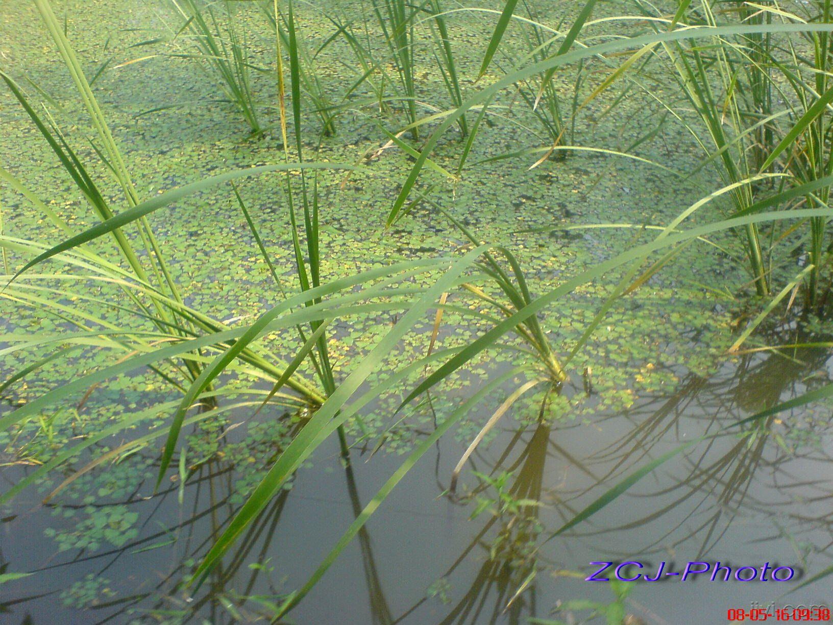 香蒲[根](摄于湖北省.武汉市黄陂区).jpg