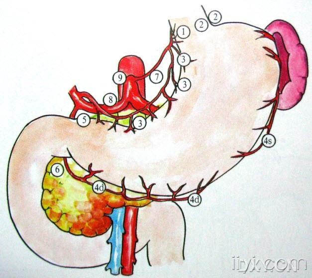 2胃周淋巴总观  胃周淋巴结均按血管走行分布  胃周淋巴结表面观