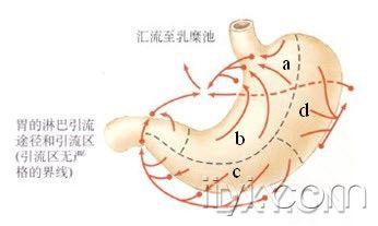 转发胃周的淋巴分布