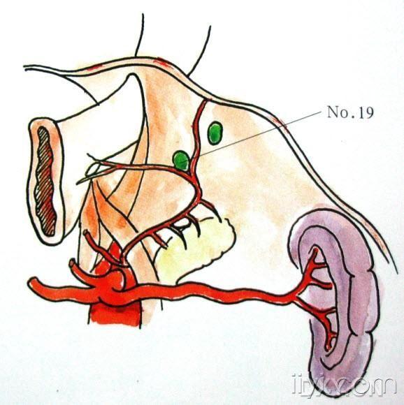 19)位于膈肌腹侧面,主要沿膈下动脉分布