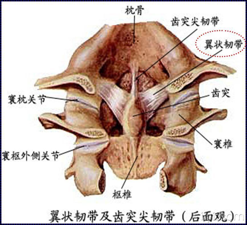 寰枢椎半脱位的正确概念及诊断