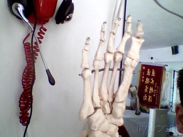 脚骨模型