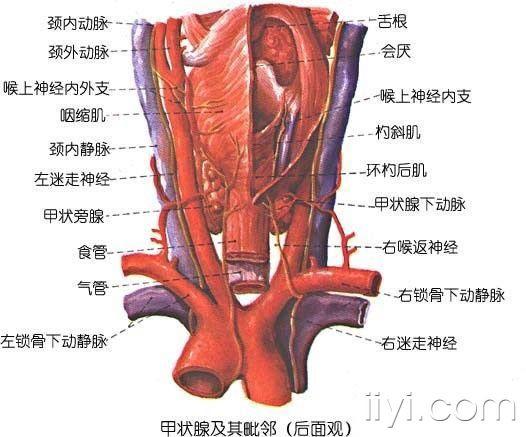 颈部解剖