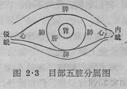 目部五脏分布图