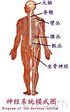 周围神经系统图谱