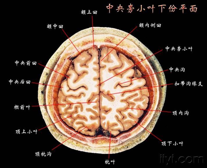 大脑断层解剖图谱2