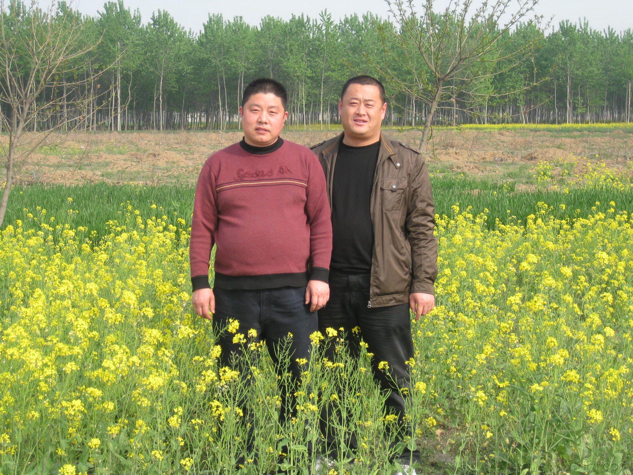 【10五一征文】禹州森林植物园和麦田(047号作品)