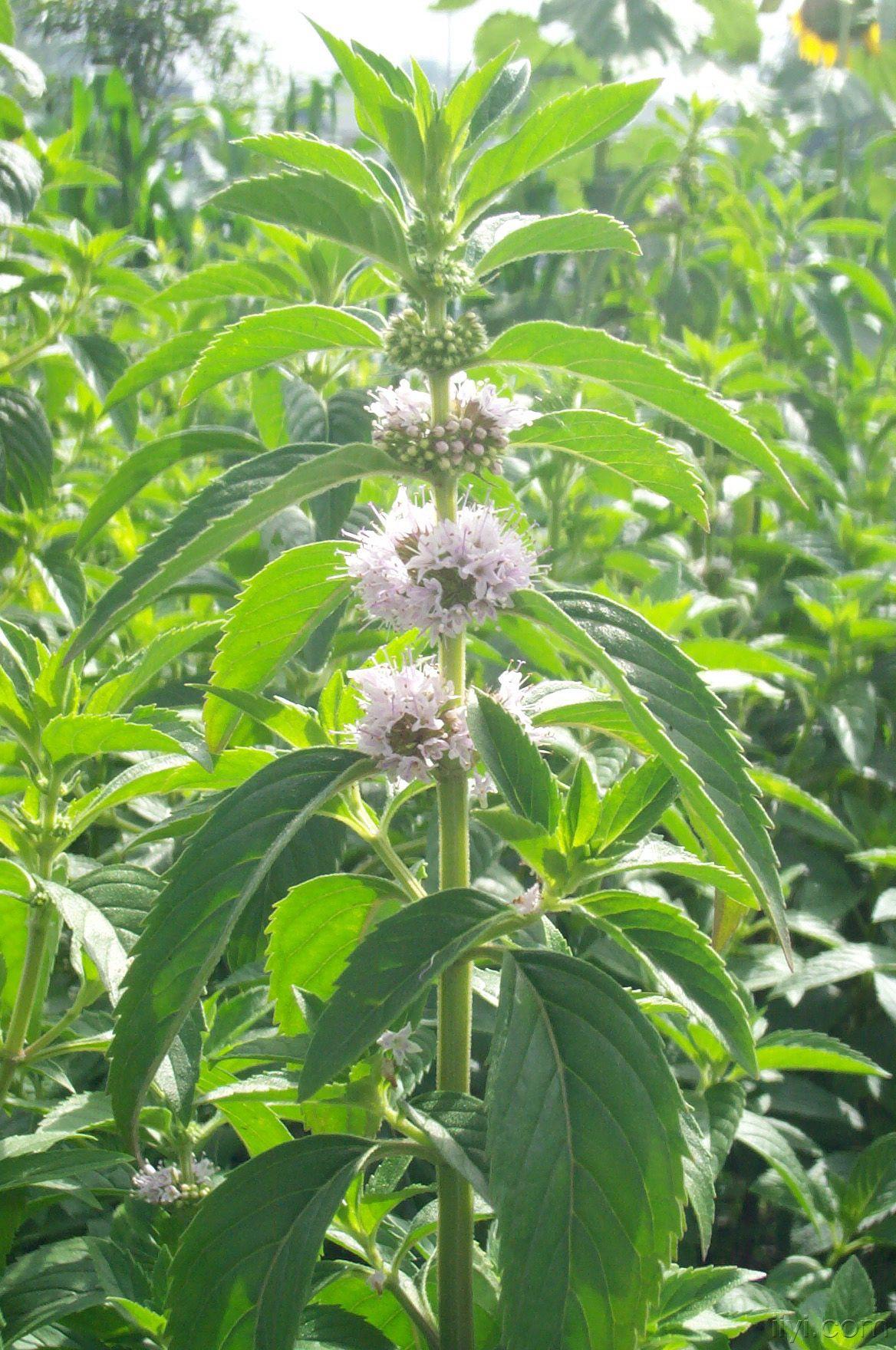 回老家发现一种神奇的草药,跌打损伤吃了半个小时就不