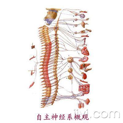 精彩的颅神经图谱