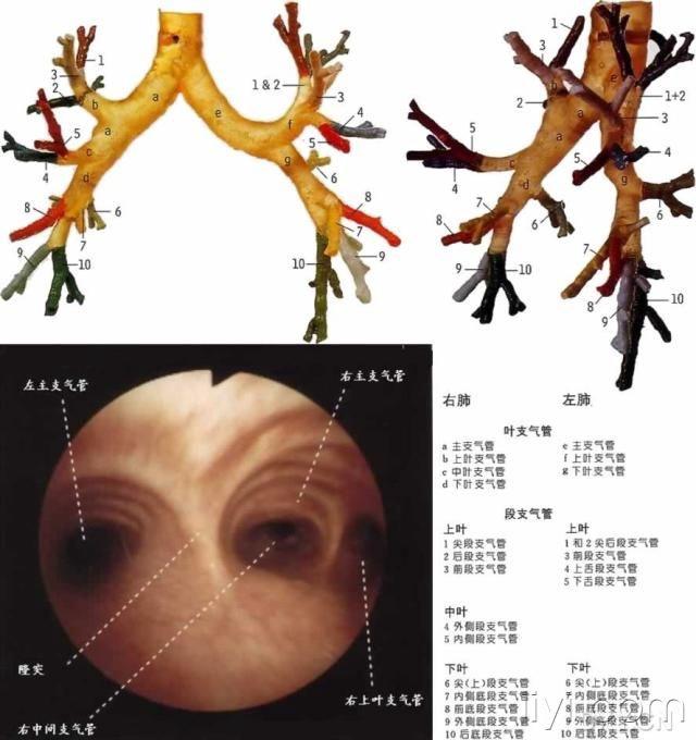 气管镜各开口处观结合大体解剖图