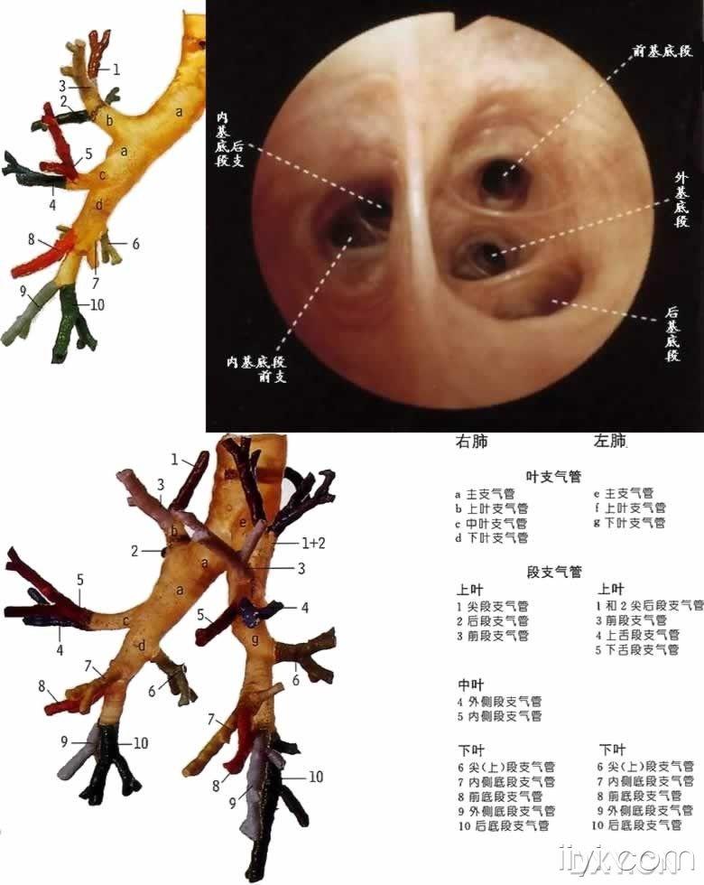 气管镜各开口处观结合大体解剖图