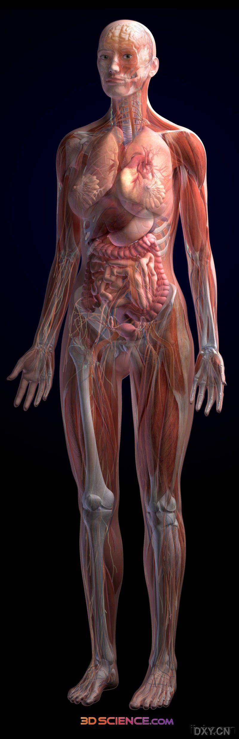 高清3d女性人体解剖图