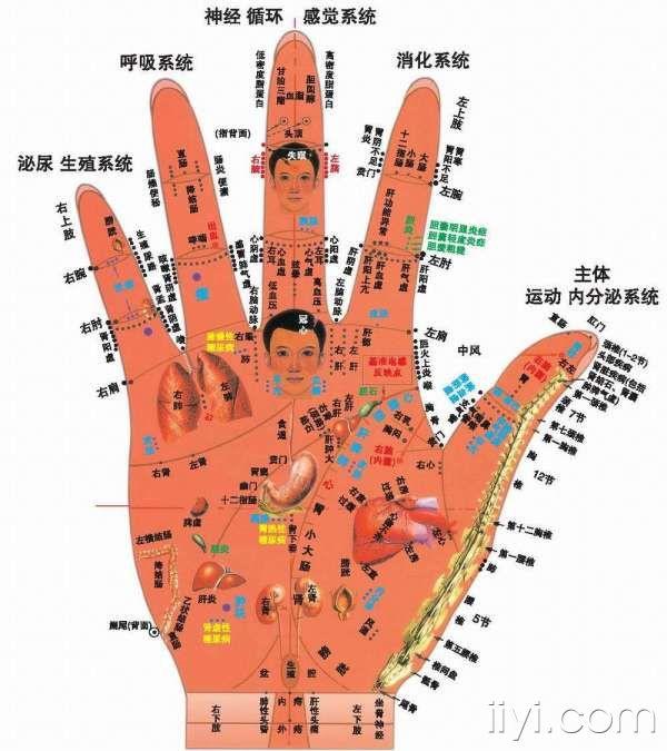 手掌对应的相关反射区
