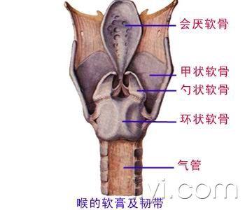 喉上借甲状舌骨膜与舌骨相连;下接气管;喉前方被皮肤,筋膜和舌骨下肌