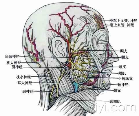 脑神经系统解剖图文