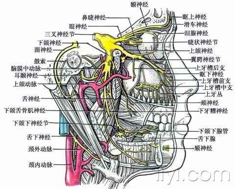 69 脑神经—系统解剖(图文)        三叉神经含躯体运动和躯体感觉