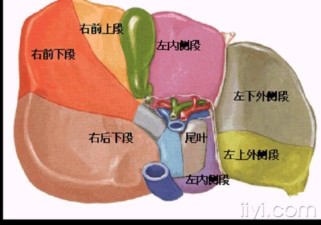 肝脏解剖图片