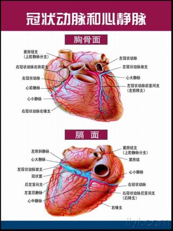 心脏解剖1