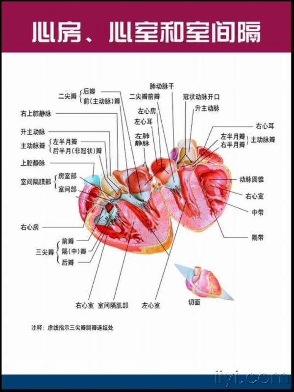 心脏解剖1