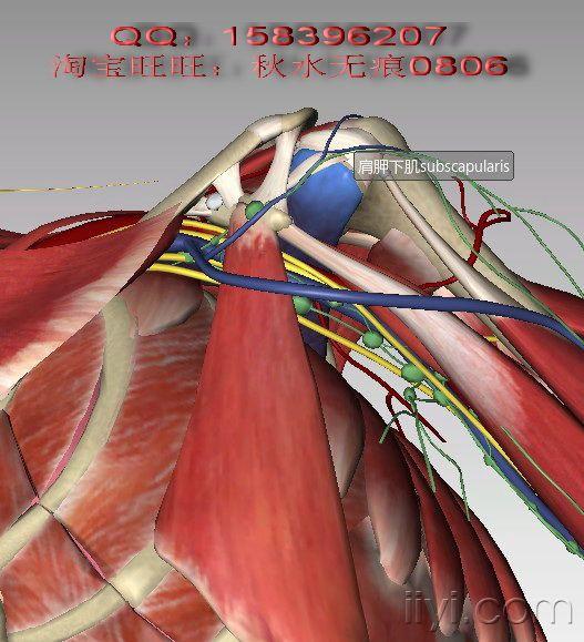 肩袖三维展示--中文版三维解剖--虚拟人--虚拟解剖