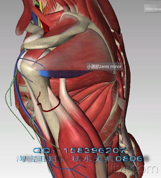 肩袖三维展示--中文版三维解剖--虚拟人--虚拟解剖