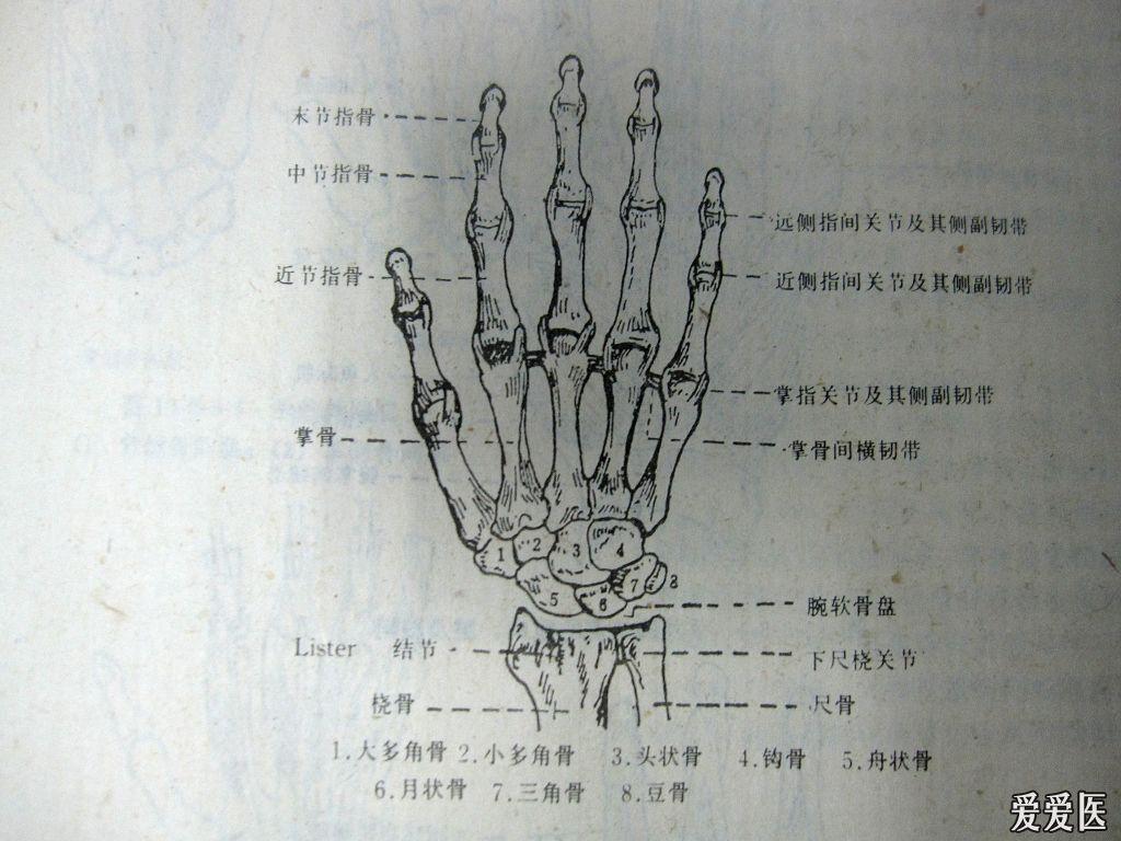 手部解剖图.jpg