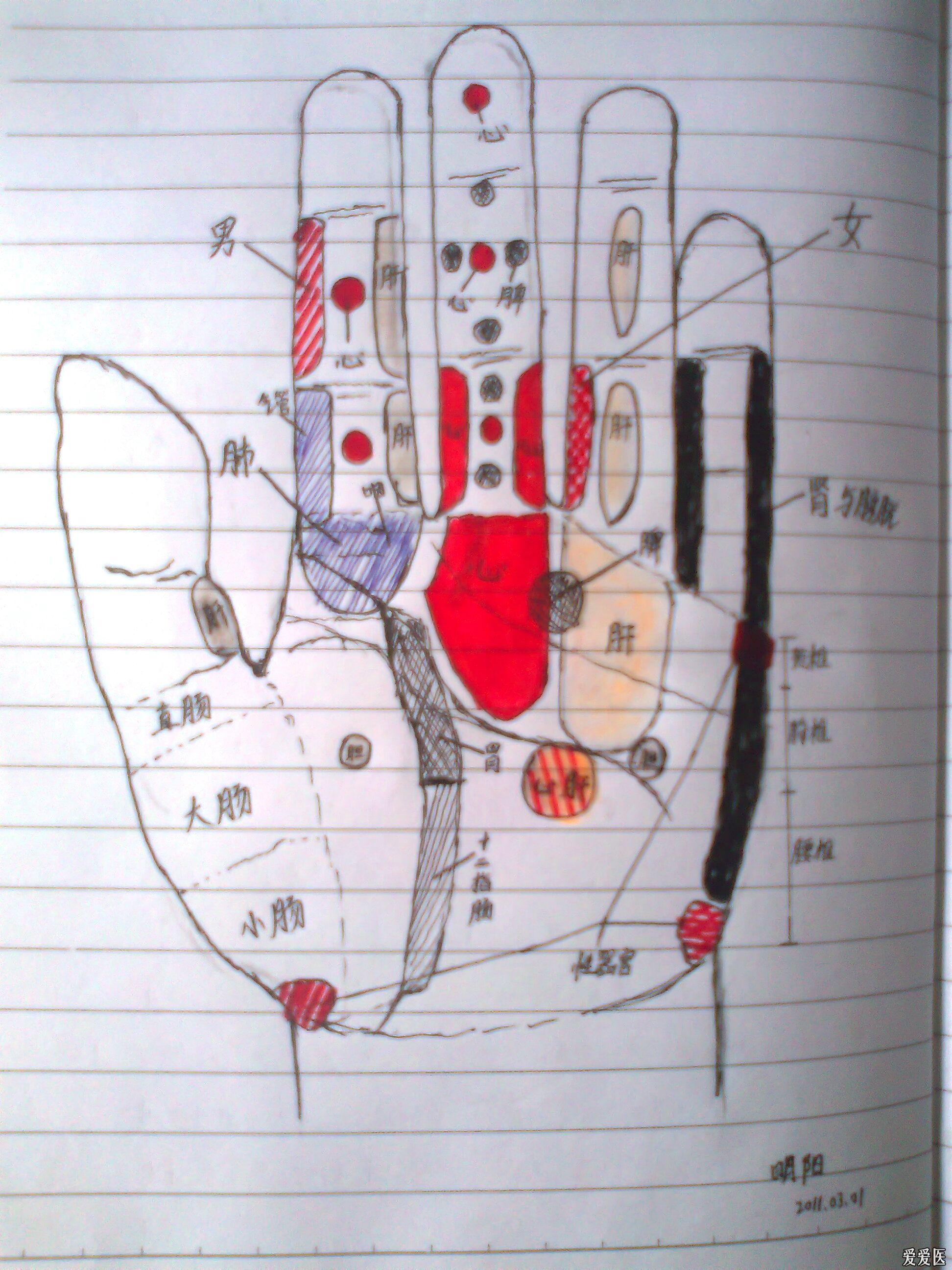 由网上资料描绘的董氏掌诊图请诸位批评指正