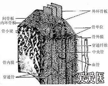 骨的电子显微及结构模式图