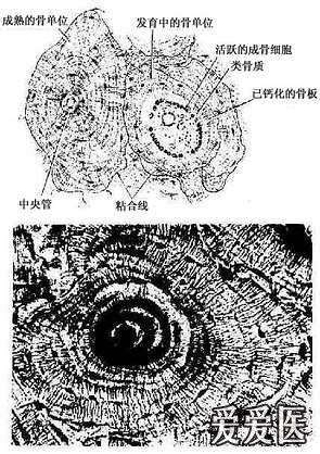 骨单位.jpg